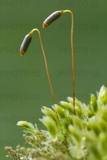 Swan's-neck thyme-moss, Horn calcareous moss (Mnium hornum) close up of capsules