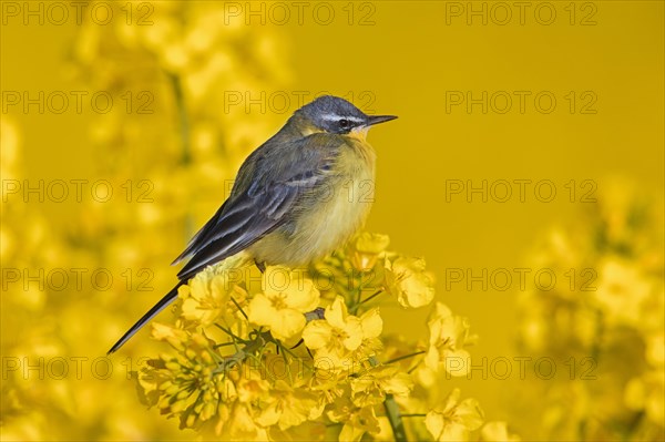 Blue-headed wagtail (Motacilla flava flava) male perched in yellow rape field, rapefield flowering in spring