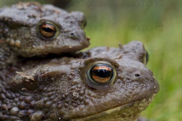 Common Toad, European Toad (Bufo bufo) pair migrating in amplexus to breeding pond in spring, Germany, Europe