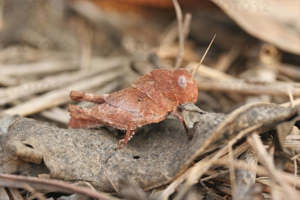 Red grasshopper, locust in camouflage colours sitting on dead leaf, Togo, West Africa, Africa