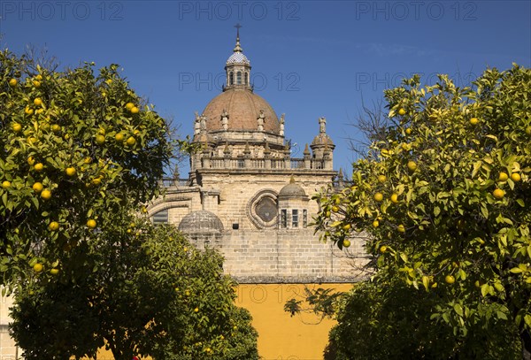 Dome of Cathedral church amidst orange trees with deep blue sky, Jerez de la Frontera, Cadiz province, Spain, Europe