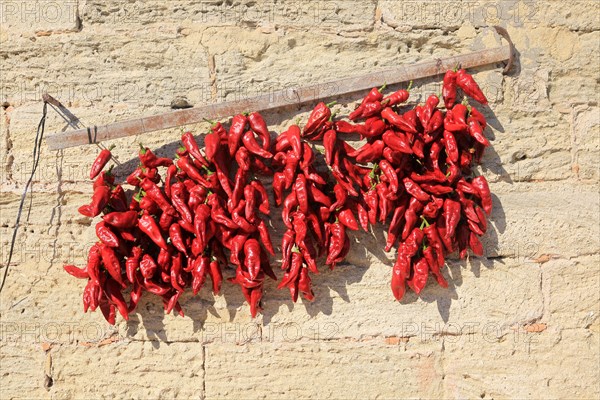 Red chilli peppers drying in the sun, Vejer de la Frontera, Cadiz Province, Spain, Europe