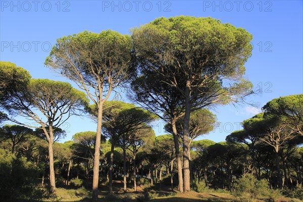 Stone pine trees, Pinus pinea, Parque Natural de Acantilado, Parque Natural de La Brena, Barbate, Cadiz province, Spain, Europe
