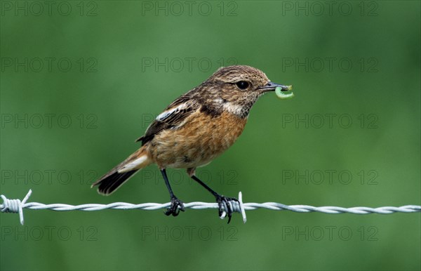 African Stonechat (Saxicola torquata) female with caterpillar sitting on barbwire along field