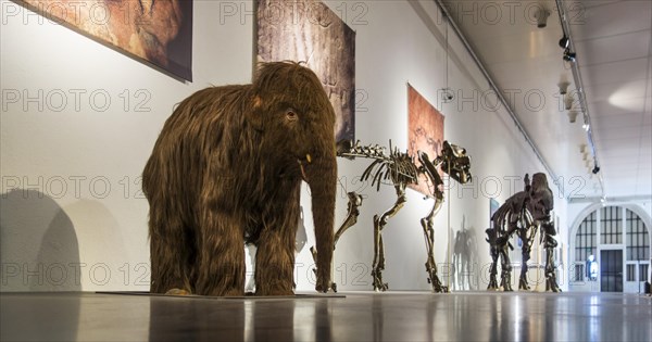 Replica of baby woolly mammoth (Mammuthus primigenius) and skeletons of other prehistoric animals in the Cinquantenaire Museum in Brussels, Belgium, Europe