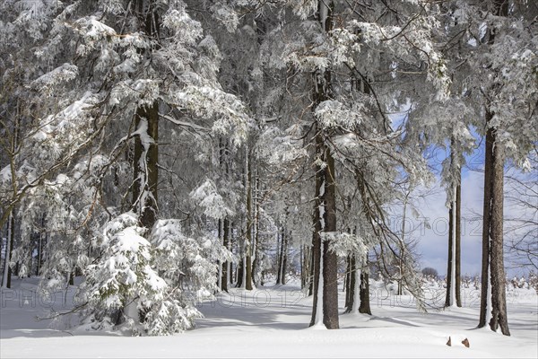 Pine trees in coniferous forest covered in snow in winter at the Hoge Venen, High Fens, Hautes Fagnes, Belgian nature reserve in Liege, Belgium, Europe