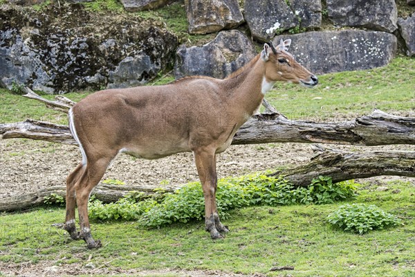 Nilgai, blue bull (Boselaphus tragocamelus) largest Asian antelope and is endemic to the India