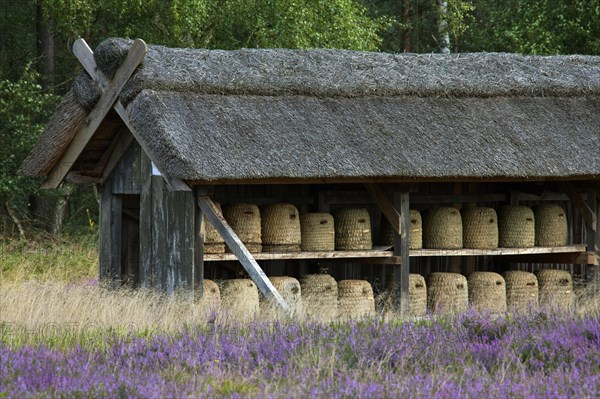 Bee hives, beehives, skeps in rustic shelter of apiary in the Lueneburg Heath, Lunenburg Heathland, Lower Saxony, Germany, Europe