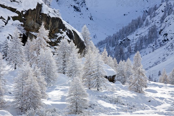 Larch trees in the snow in winter in mountain valley of the Gran Paradiso National Park, Valle d'Aosta, Italy, Europe