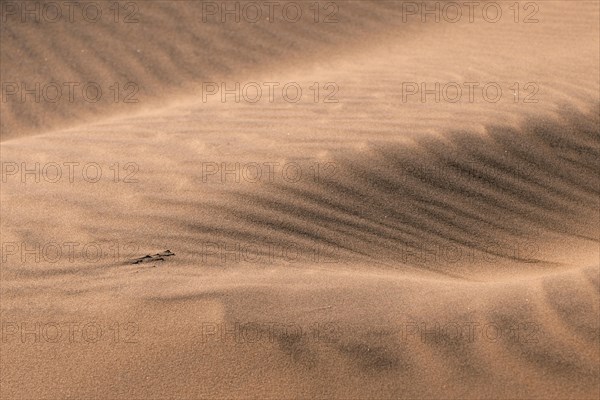 Sand ripples of red dune in the Namib desert, Namibia, Africa