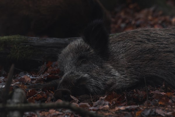 A wild boar resting on the forest floor, surrounded by autumn leaves, Stuttgart, Baden-Wuerttemberg, Germany, Europe