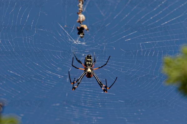 A silk spider, spider waiting for prey in its web, Gamedrive, Dustembrook Namibia