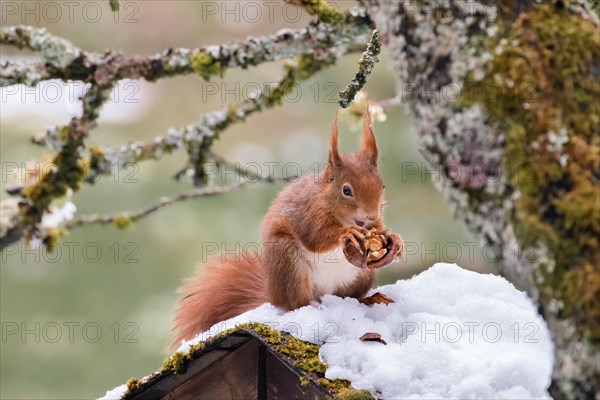 A squirrel, Sciurus, nibbling on a nut in the snow, Stuttgart, Baden-Wuerttemberg, Germany, Europe