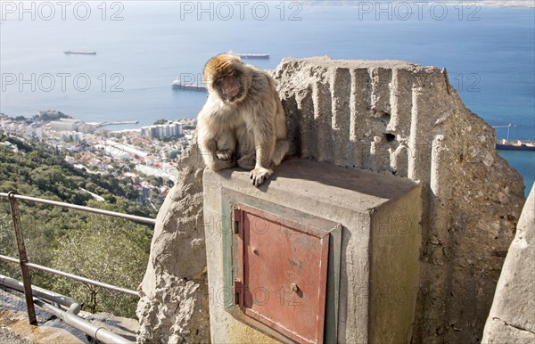 Barbary macaque apes, Macaca sylvanus, Gibraltar, British terroritory in southern Europe, Europe