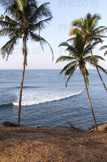 Tropical scenery of palm trees on a hillside by blue ocean, Mirissa, Sri Lanka, Asia