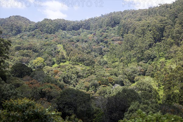 Forested mountains with original rainforest in the highlands of Sri Lanka, Asia