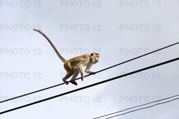 Toque macaque (Macaca sinica) monkey, Haputale, Badulla District, Uva Province, Sri Lanka, Asia