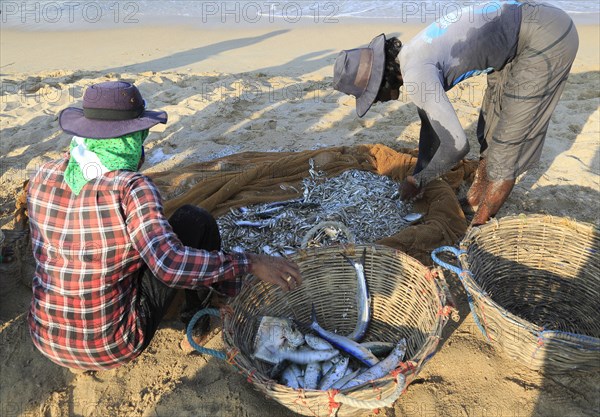 Traditional fishing hauling nets Nilavelli beach, near Trincomalee, Eastern province, Sri Lanka, Asia