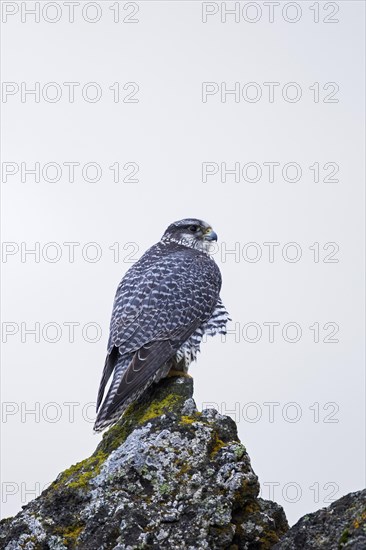 Gyrfalcon, gerfalcon (Falco rusticolus) perched on rock in winter