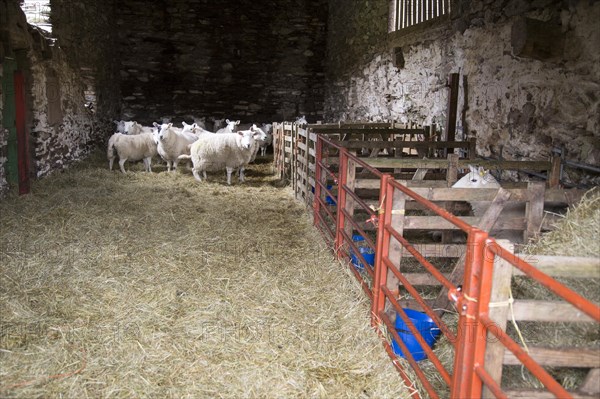 Barn with sheep, Lake District, Cumbria, England, UK
