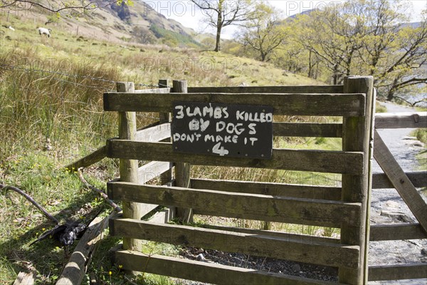 Sign warning owners about lambs killed by dogs, Buttermere, Lake District national park, Cumbria, England, UK