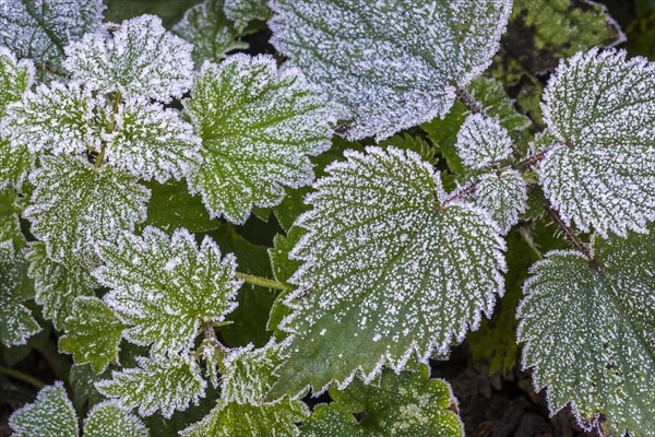 Leaves of European blackberry (Rubus fruticosus) covered in hoarfrost, hoar frost in forest autumn, fall