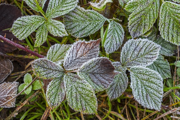 Leaves of European blackberry (Rubus fruticosus) covered in hoarfrost, hoar frost in autumn, fall