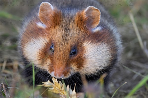 European hamster, Eurasian hamster, common hamster (Cricetus cricetus) with full cheek pouches eating grains from wheat spike, wheat ear in field