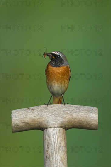 Common redstart (Phoenicurus phoenicurus) male with insect prey in beak perched on garden spade
