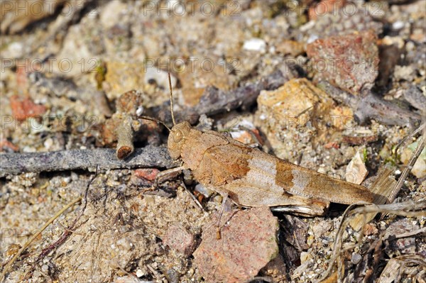 Blue-winged grasshopper (Oedipoda caerulescens) merging into arid environment