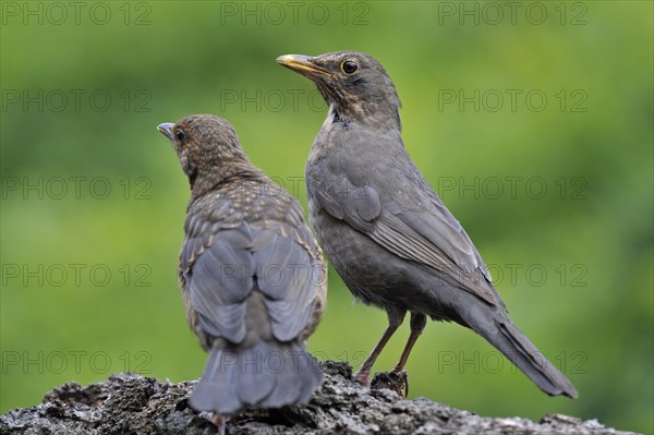 Common Blackbird (Turdus merula) female with juvenile, Belgium, Europe