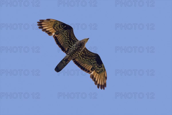 European honey buzzard, common pern, Western honey buzzard (Pernis apivorus) male in flight against blue sky in summer
