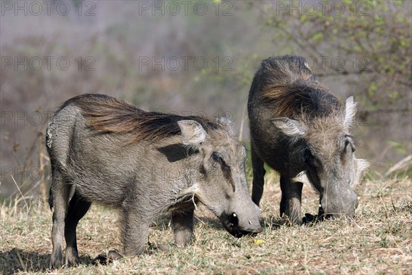 Two kneeling common warthog (Phacochoerus aethiopicus) grazing in the Mole National Park, Ghana, West Africa, Africa