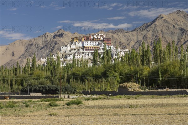 Thikse Gompa, the Buddhist monastery of Central Ladakh, seen late in the summer from the agriculture fields in the village. This monastery belongs to the Gelug, Yellow Hats, tradition of the Tibetan Buddhism. District Leh, Union Territory of Ladakh, India, Asia