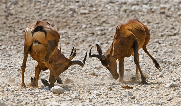 Two male Red Hartebeest (Alcelaphus caama) fighting for dominance, Etosha National Park, Namibia, Africa