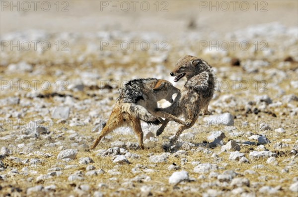 Black-backed jackals (Canis mesomelas) fighting, Etosha National Park, Namibia, Africa
