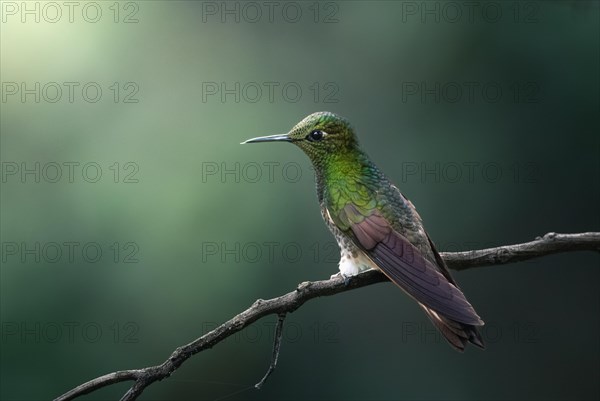 A small green hummingbird resting on a branch, Armenia, Quindio, Colombia, South America
