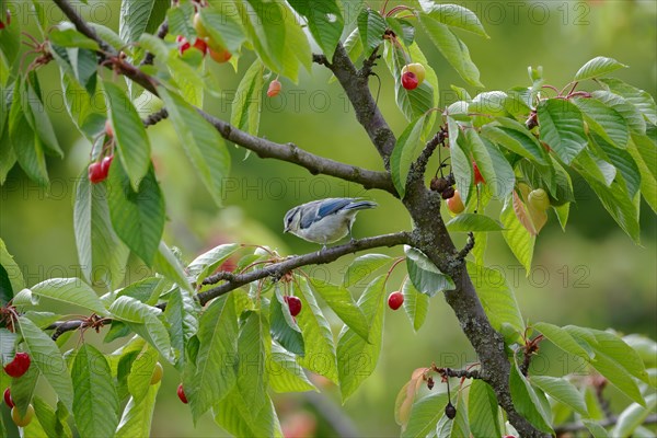 A blue tit pecking at the ripe fruit of a cherry tree with green leaves, Stuttgart, Germany, Europe