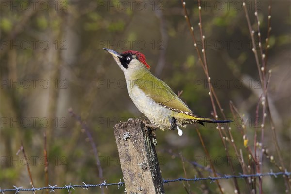 European green woodpecker (Picus viridis) female perched on old wooden fence post and defecating