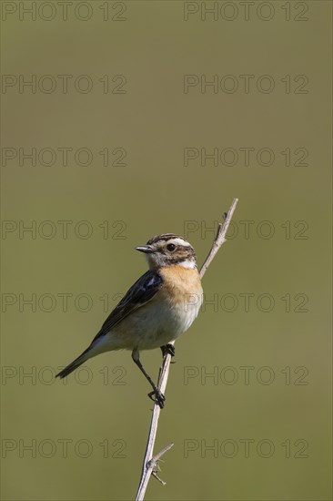 Whinchat (Saxicola rubetra) female perched