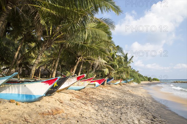 Brightly coloured fishing canoes under coconut palm trees of tropical sandy beach, Mirissa, Sri Lanka, Asia