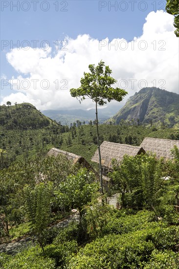 98 Acres resort luxury lodges, Ella, Badulla District, Uva Province, Sri Lanka, Asia view to Ella Gap, Asia