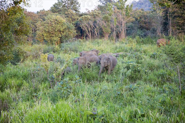 Wild elephants in Hurulu Eco Park biosphere reserve, Habarana, Anuradhapura District, Sri Lanka, Asia