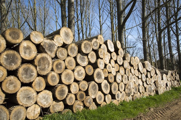 Stacked timber piled up, Sutton, Suffolk, England, UK