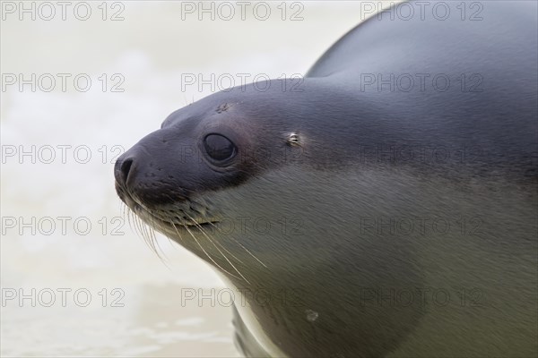 Hooded seal (Cystophora cristata), young female close-up, Germany, Europe