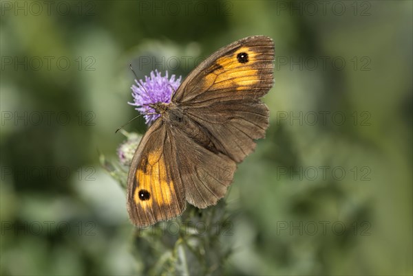 Butterfly meadow brown (Maniola jurtina), Valais, Switzerland, Europe