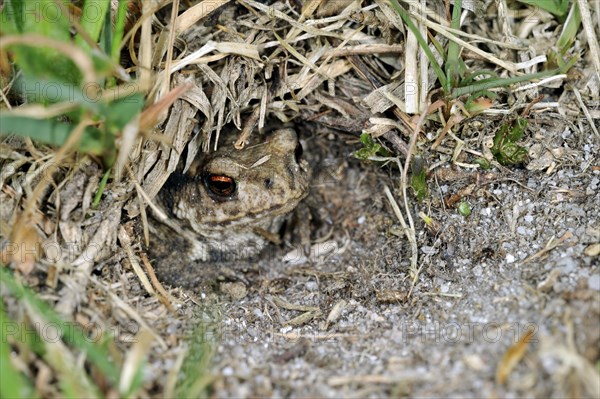 Juvenile common European toad (Bufo bufo) hiding in Field cricket's burrow (Gryllus campestris), La Brenne, France, Europe