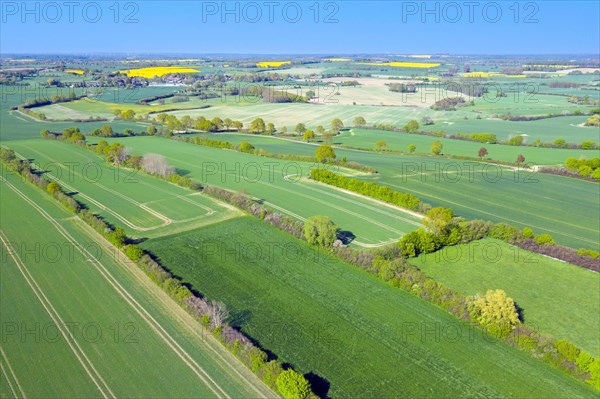 Aerial view over rural bocage landscape with fields and pastures, patchwork of plots surrounded by hedges and hedgerows, Schleswig-Holstein, Germany, Europe
