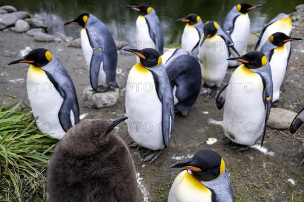 King penguins Aptenodytes patagonicus