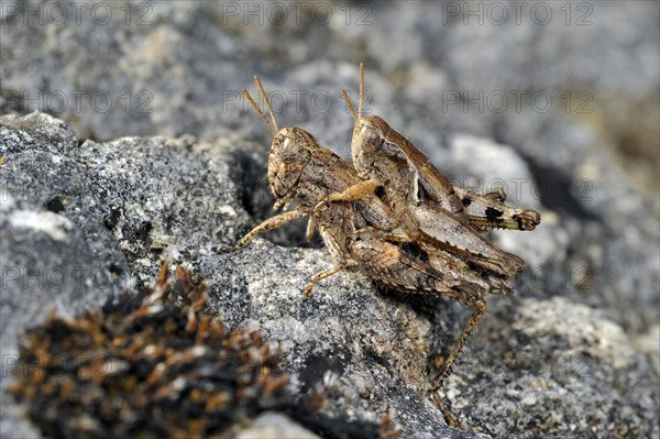 Pezotettix giornae, couple mating on rock, La Brenne, France, Europe